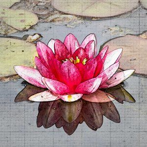 Water Lily Photo-Art print with white border